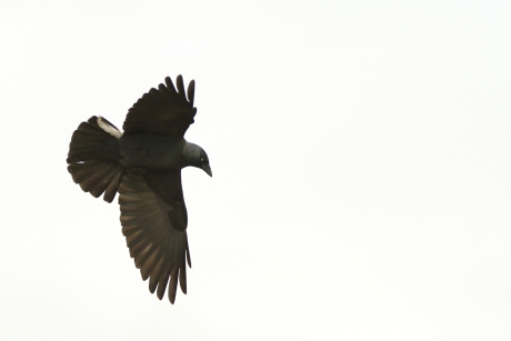 kauw in grauw -weer-