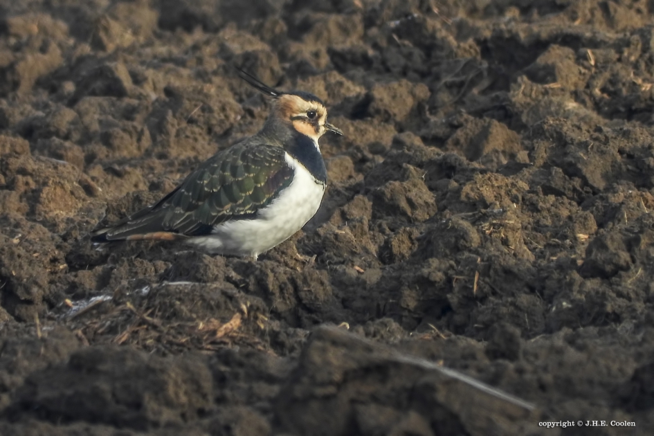Kievit - Vogels - Kievit