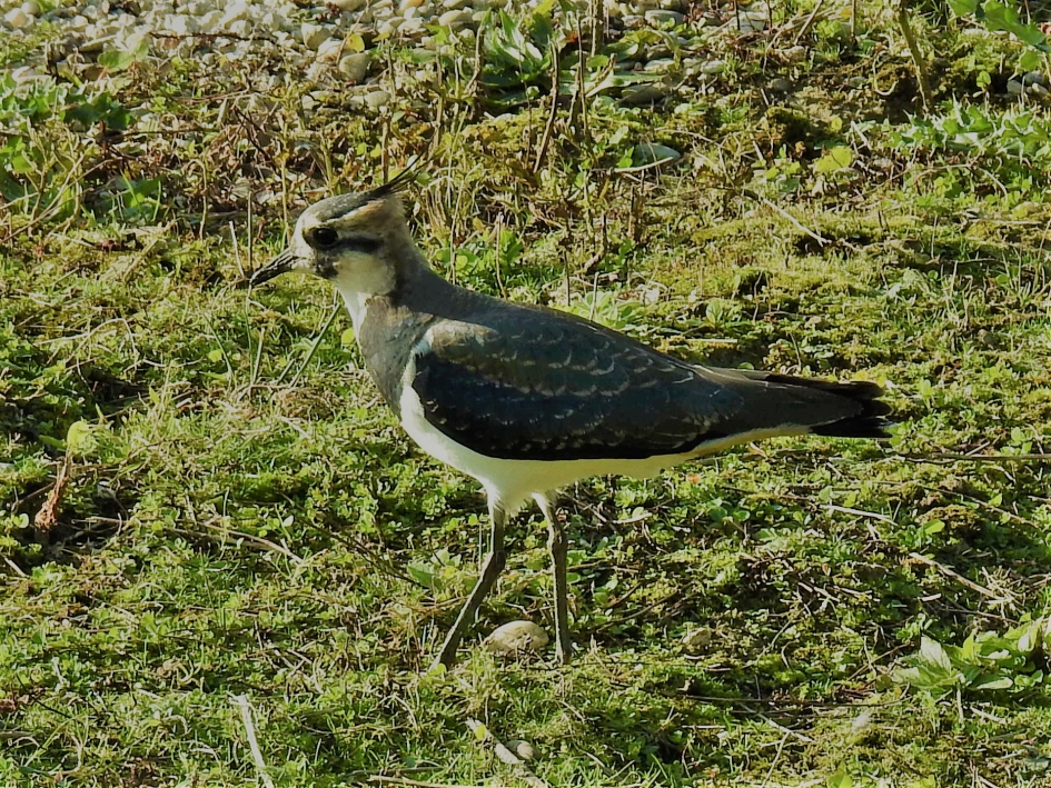 Kievit en profile - Vogels - Kievit