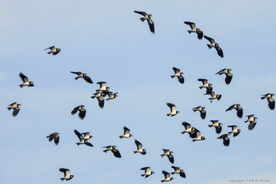 Kieviten - Vogels - Kievit