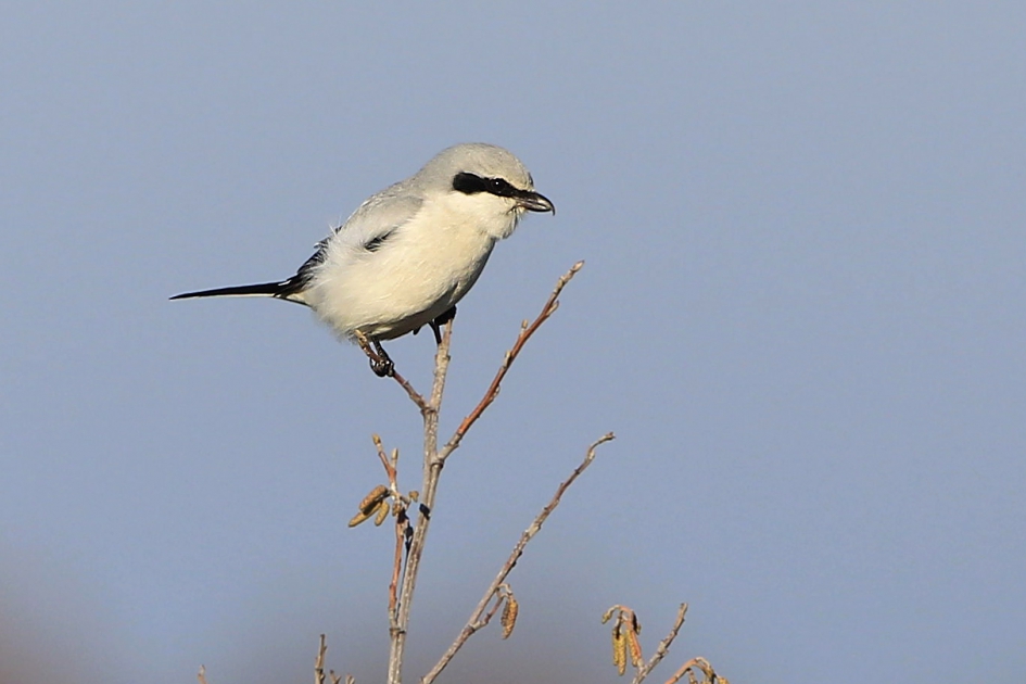 Klapekster !! - Vogels - Klapekster