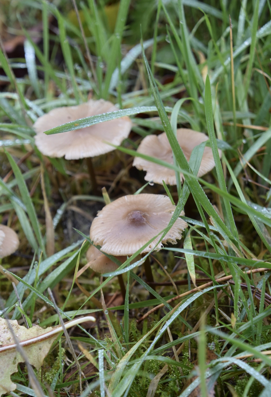 Klein maar fijn - Schimmels - 