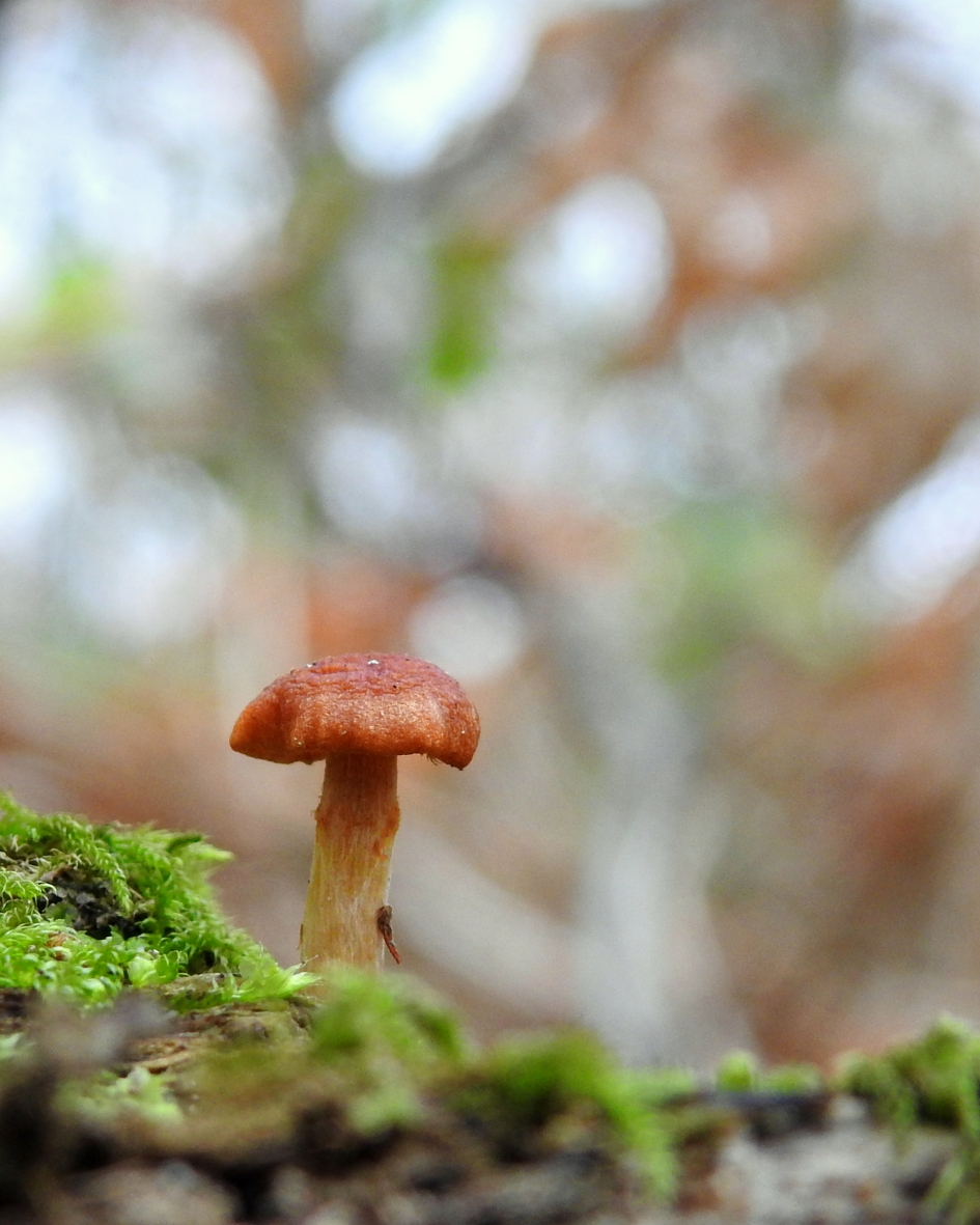 Klein maar opvallend - Schimmels - 
