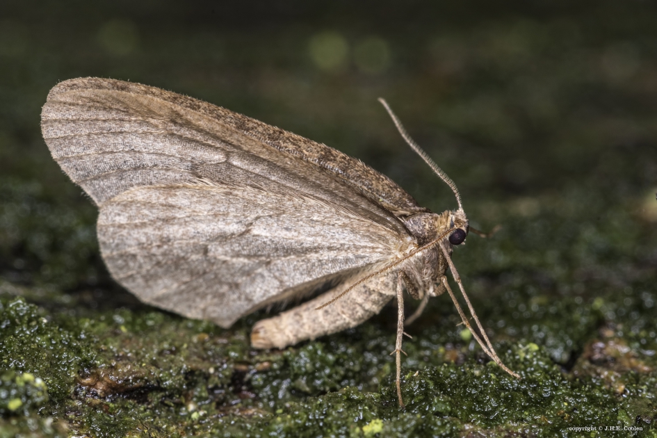Kleine wintervlinder (man) - Geleedpotigen - Kleine wintervlinder