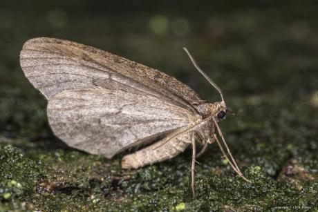 Kleine wintervlinder (man)