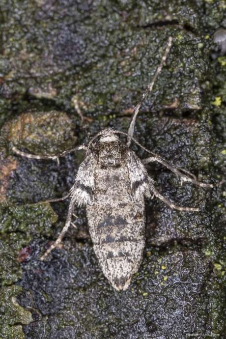 Kleine wintervlinder (vrouw)