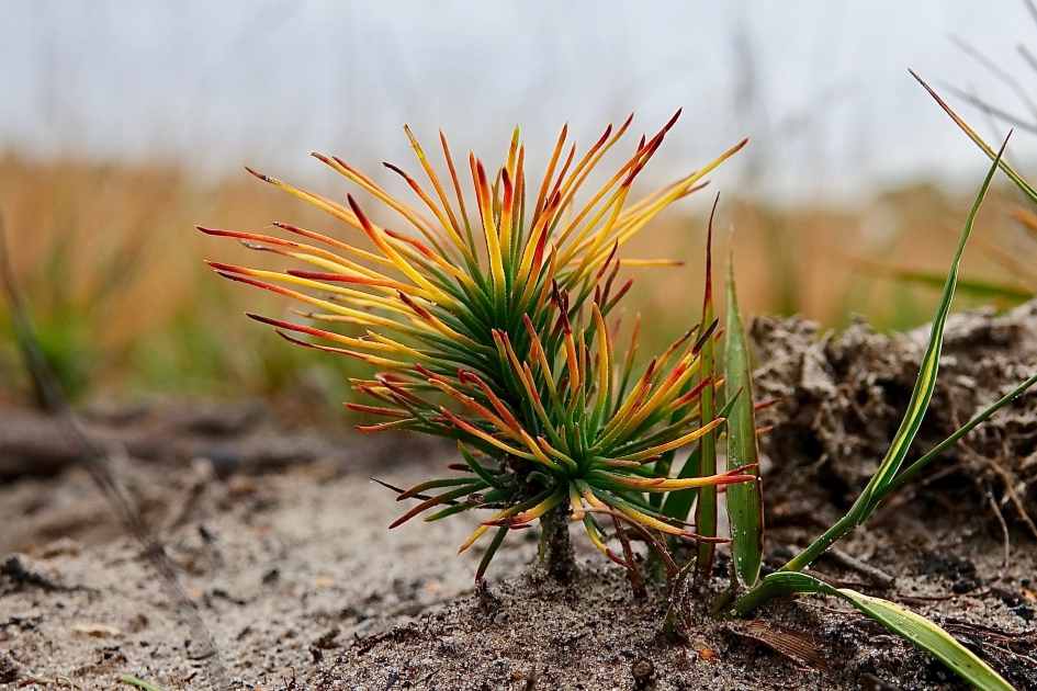 Kleurrijke Zaailing - Planten - Naaldboom