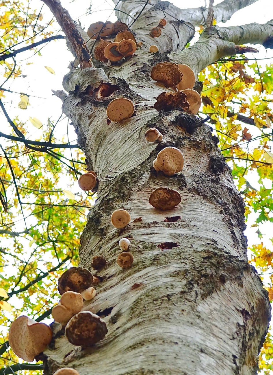 Klimboom - Schimmels - Berkenzwam