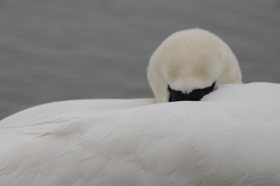 knobbelzwaan -v- - Vogels - knobbelzwaan