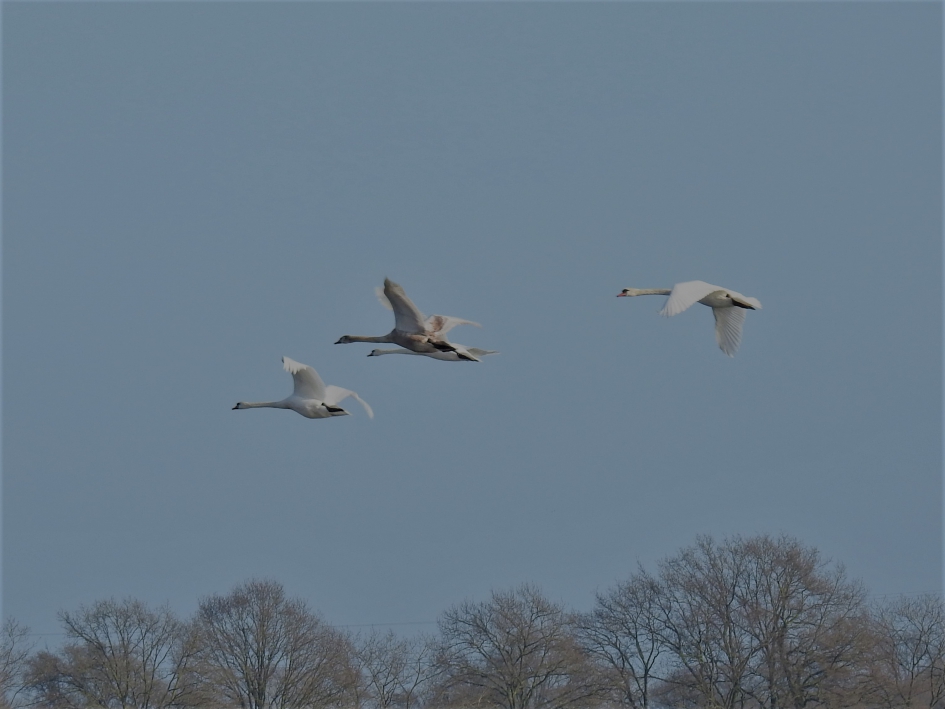 Knobbelzwanen vliegen voorbij - Vogels - Knobbelzwaan