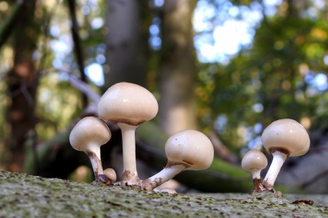 Knotsen van porselein