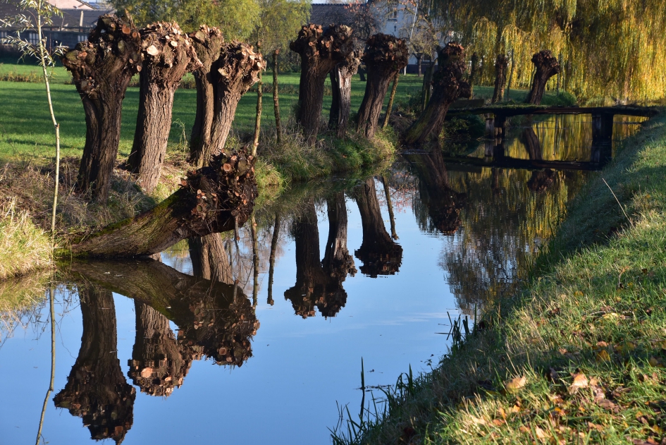 Knotwilgen - Planten - 