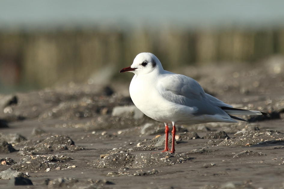 kokmeeuw -winterkleed- - Vogels - kokmeeuw