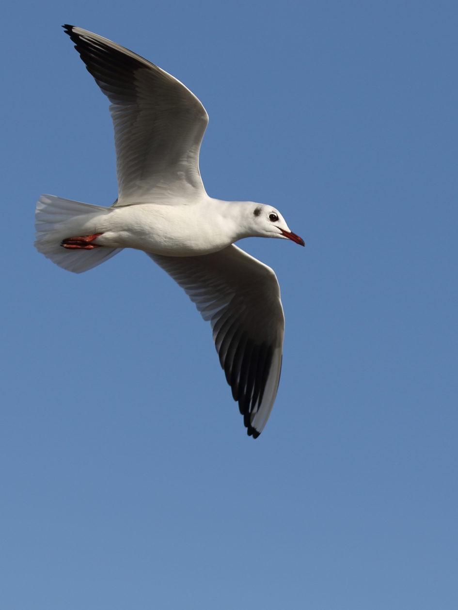 kokmeeuw -winterkleed- - Vogels - kokmeeuw