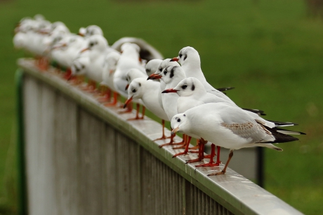 kokmeeuw 1ste winter