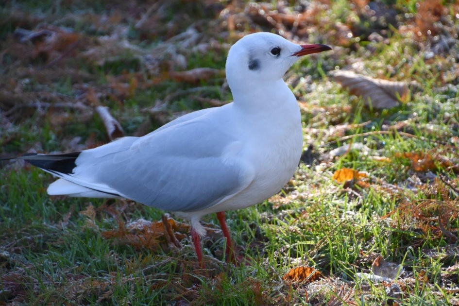 Kokmeeuw - Vogels - 