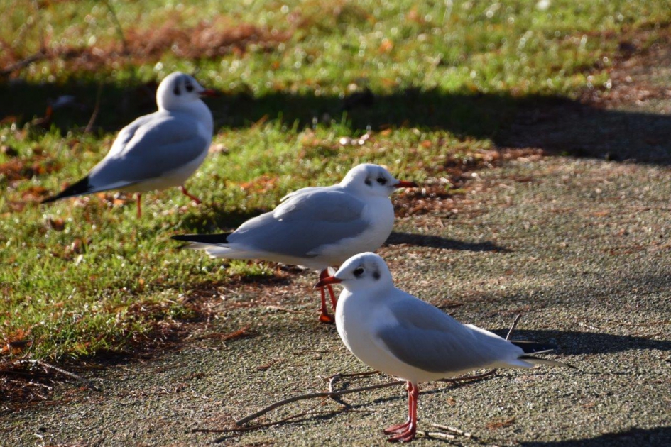 Kokmeeuwen - Vogels - 