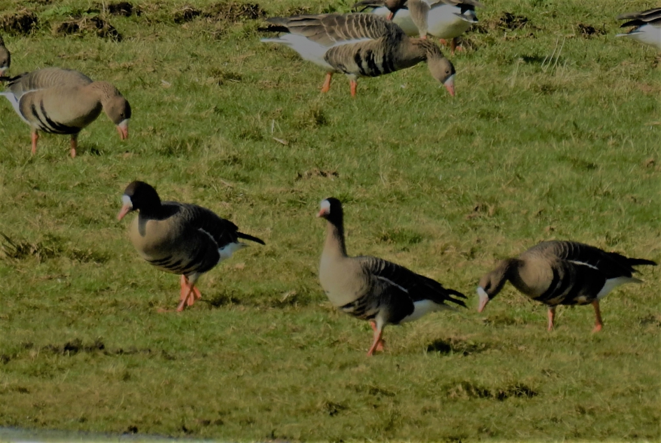 Kolganzen - Vogels - Kolgans