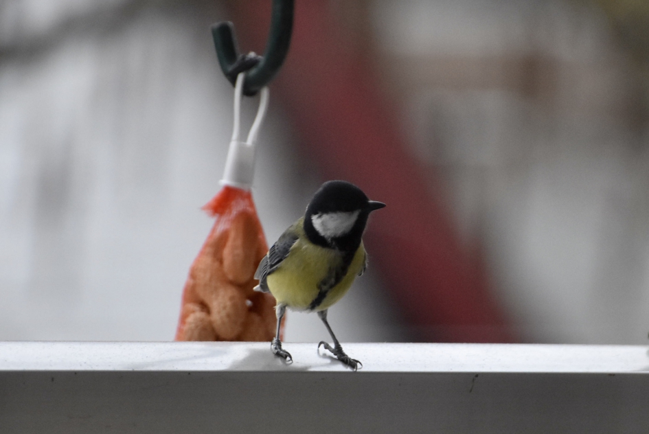 Koolmeesje - Vogels - 