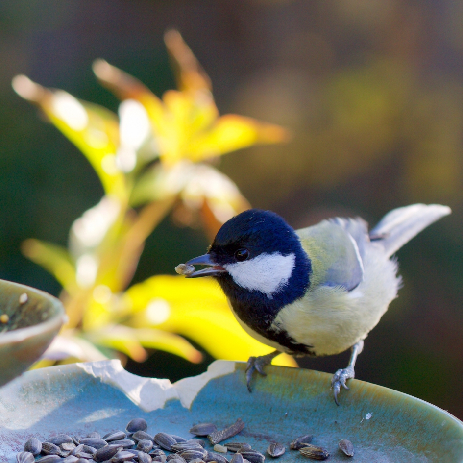 Koolmeesje geniet van zonnebloempitten - Vogels - 