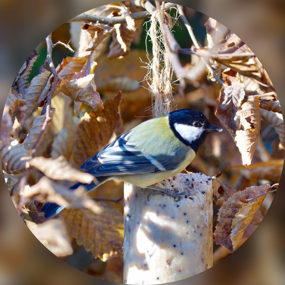 Koolmeesje in herfstzon - Vogels - Koolmees