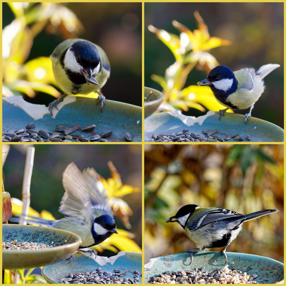 Koolmeesjes - Vogels - 