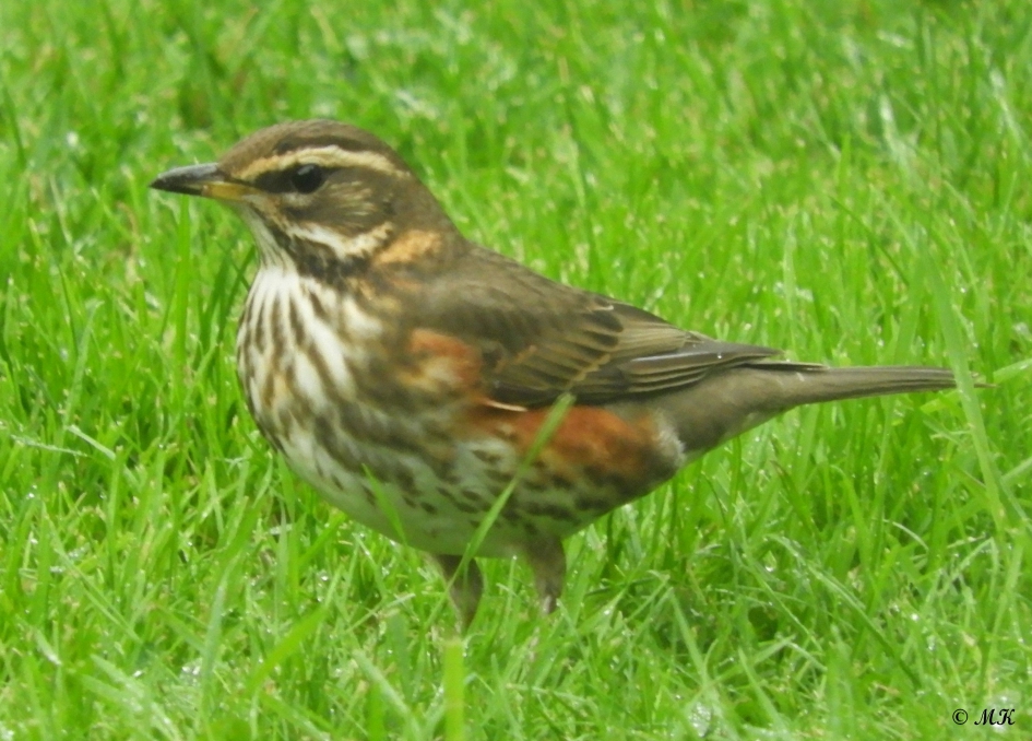 Koperwiek - Vogels - Koperwiek