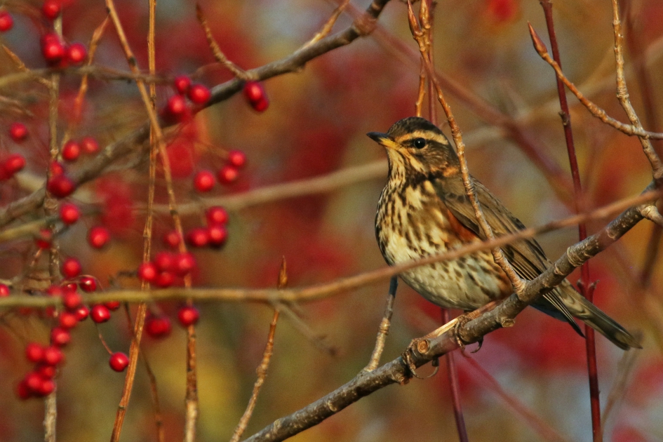Koperwiek - Vogels - 