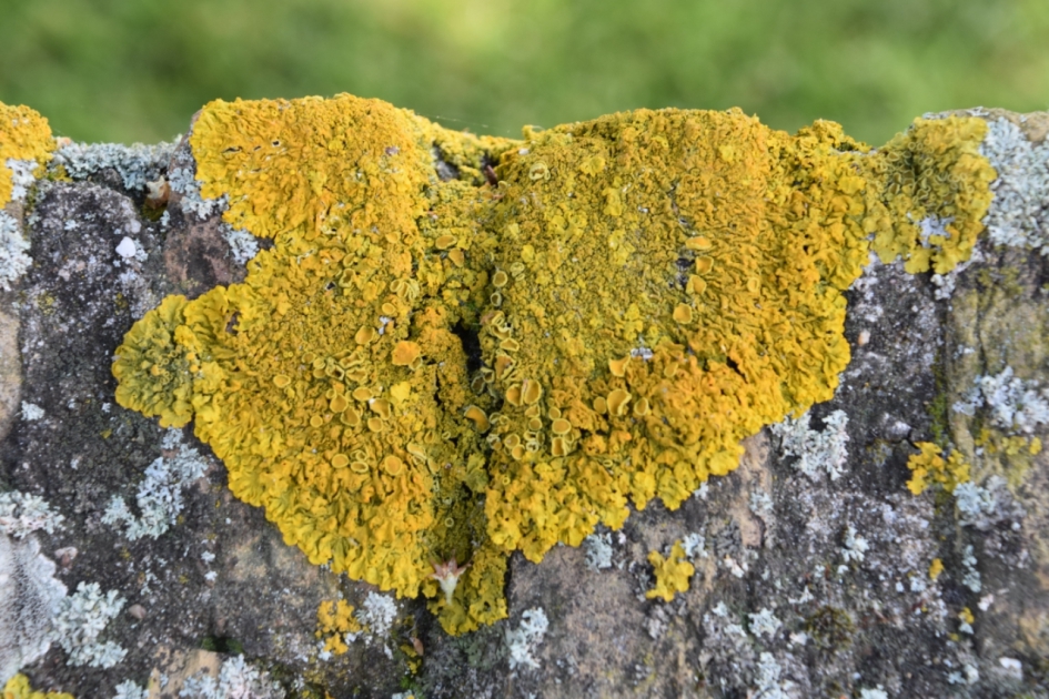 Korstmos - Schimmels - 