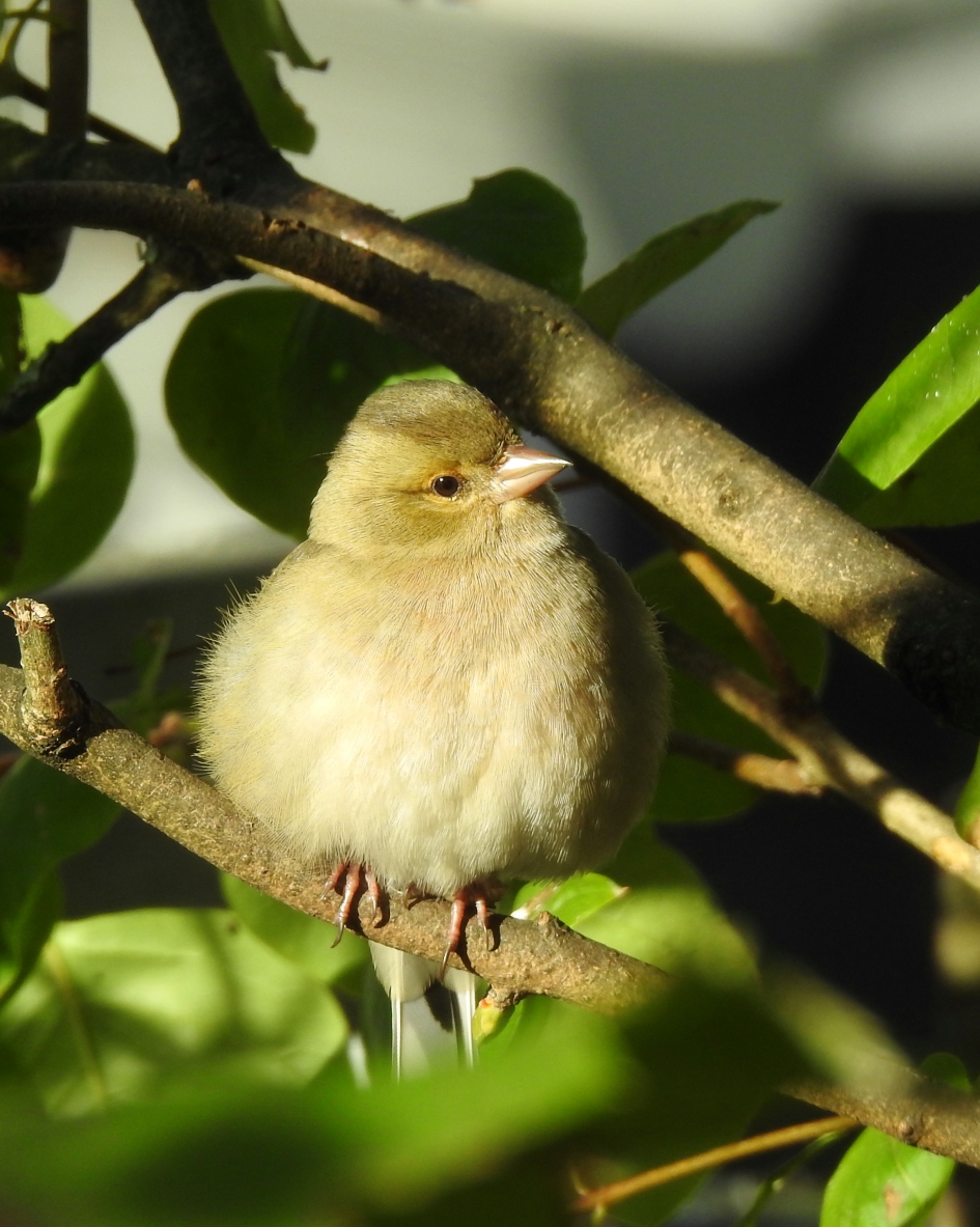 Koud maar zonnig - Vogels - Vink