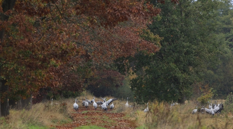 Kraanvogels in de herfst