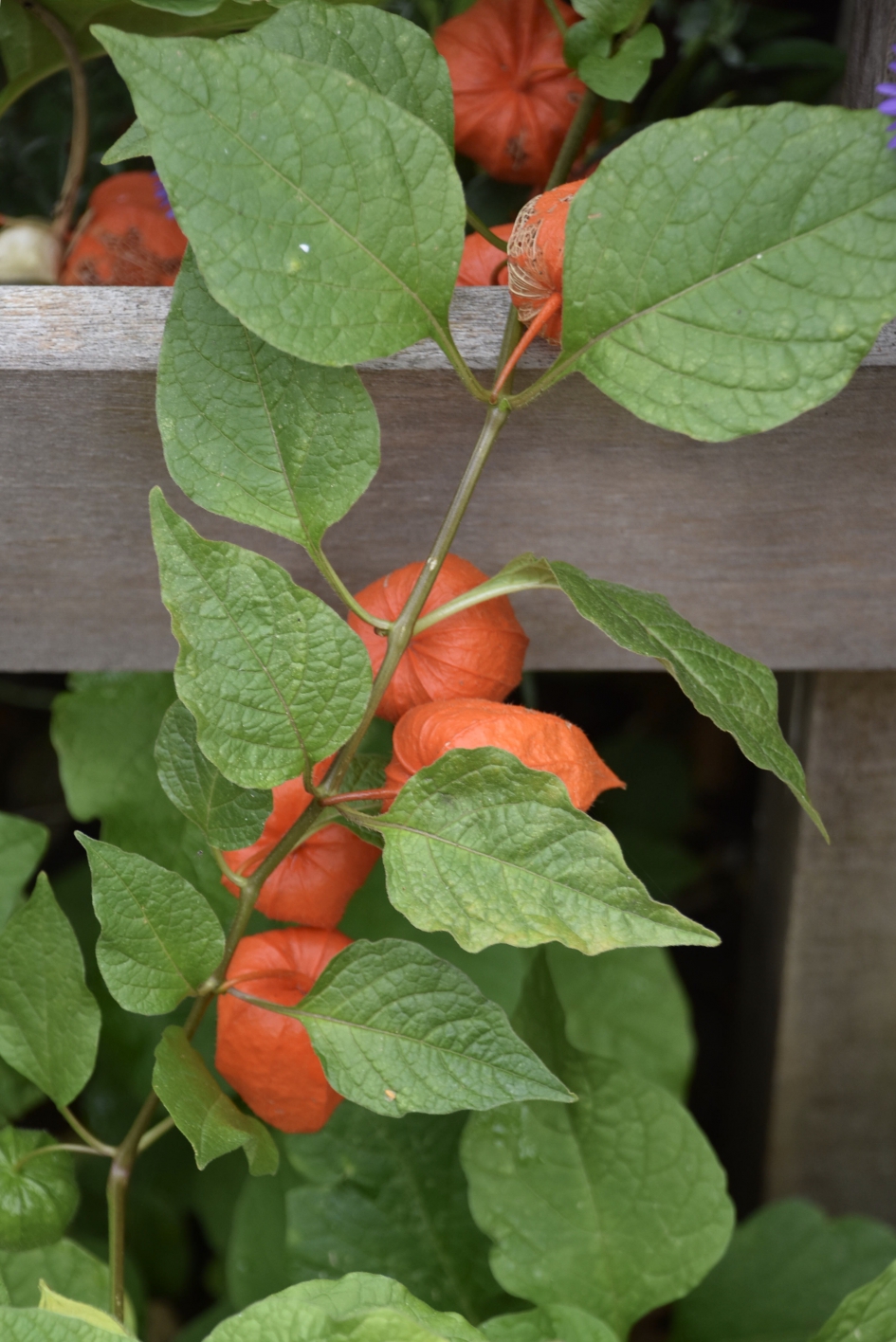 Lampion plant - Planten - 