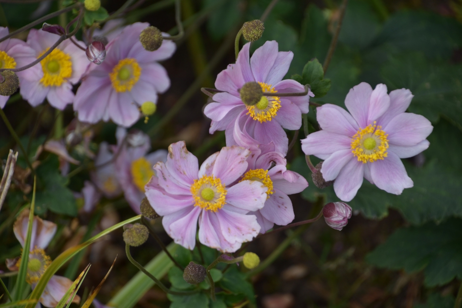 Nog in bloei... - Planten - 