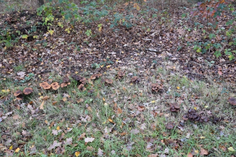 Langs het fietspad...