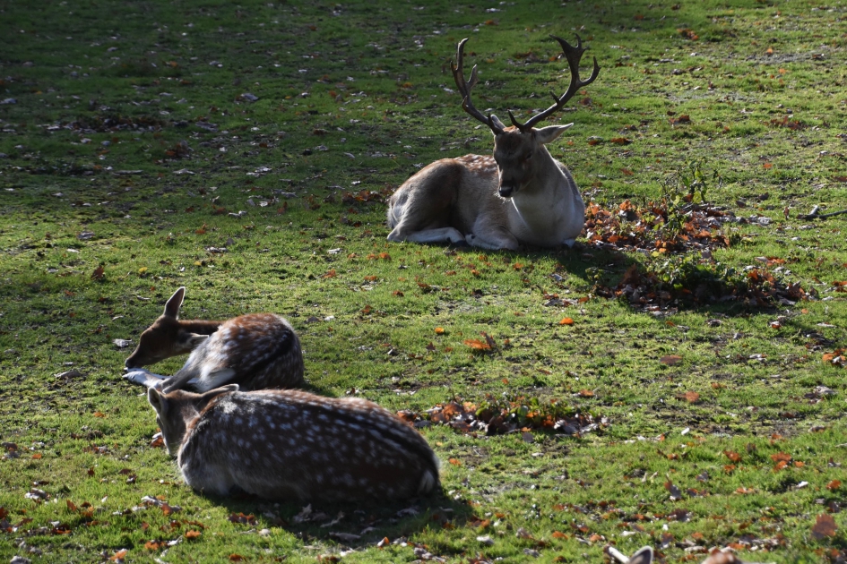 Lekker in het zonnetje - Zoogdieren - 