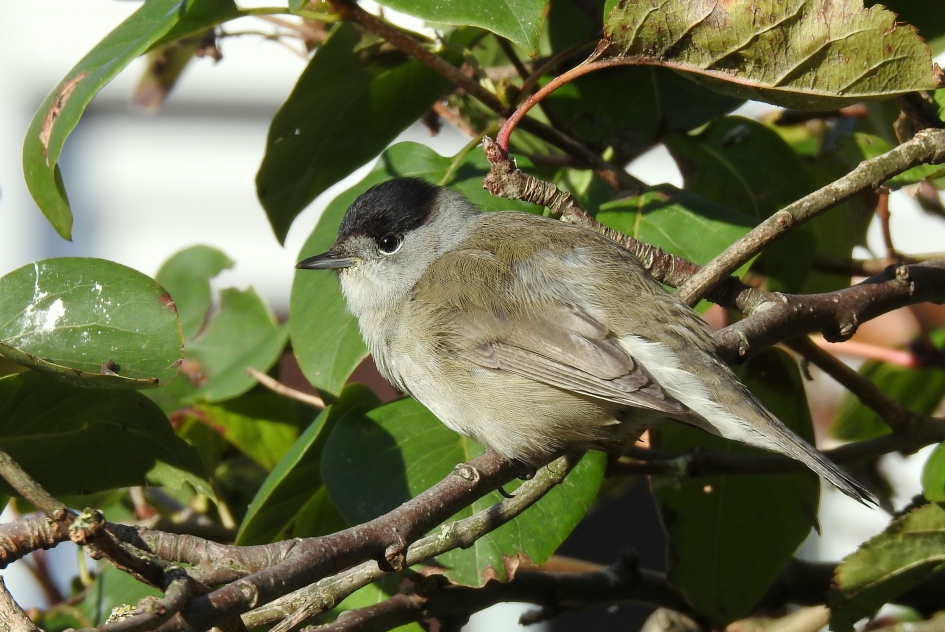 Lekker in het zonnetje - Vogels - Zwartkop