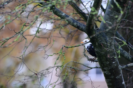 Leucistische merel