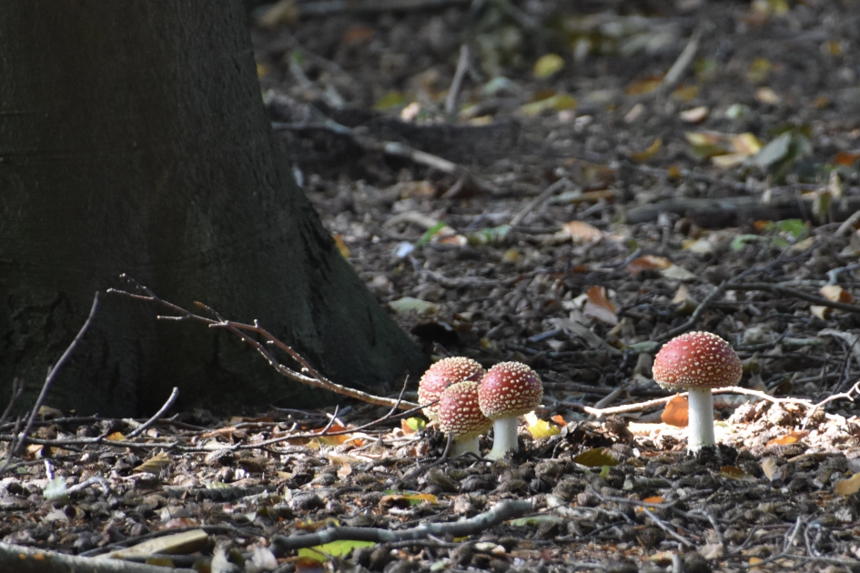 Leuke bolletjes - Schimmels - 