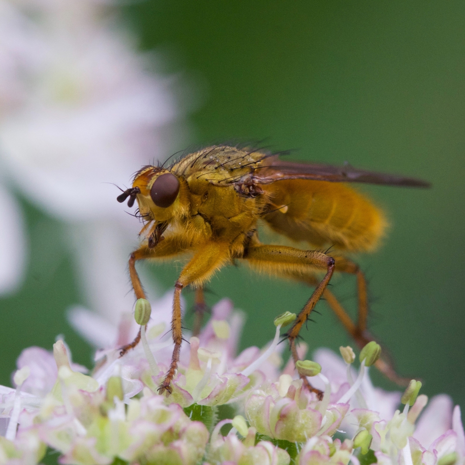 Mannetjes strontvlieg - Geleedpotigen - Strontvlieg