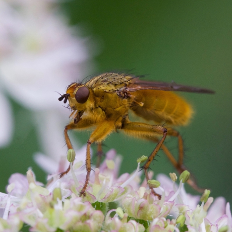 Mannetjes strontvlieg