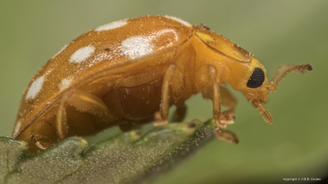 Meeldauwlieveheersbeestje