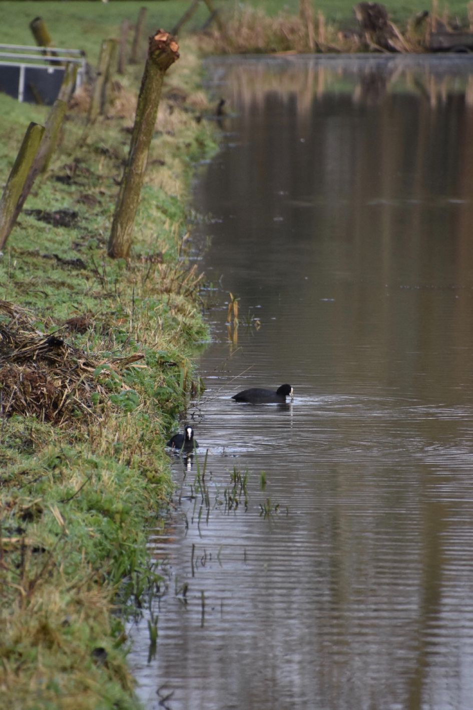 Meerkoetjes - Vogels - 