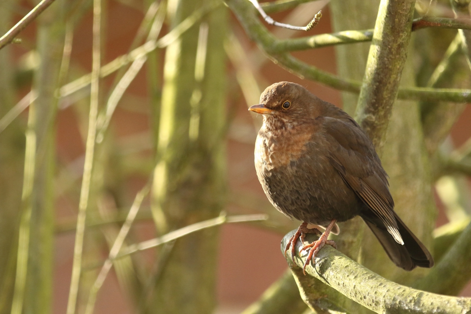 merel -v- - Vogels - merel - v-