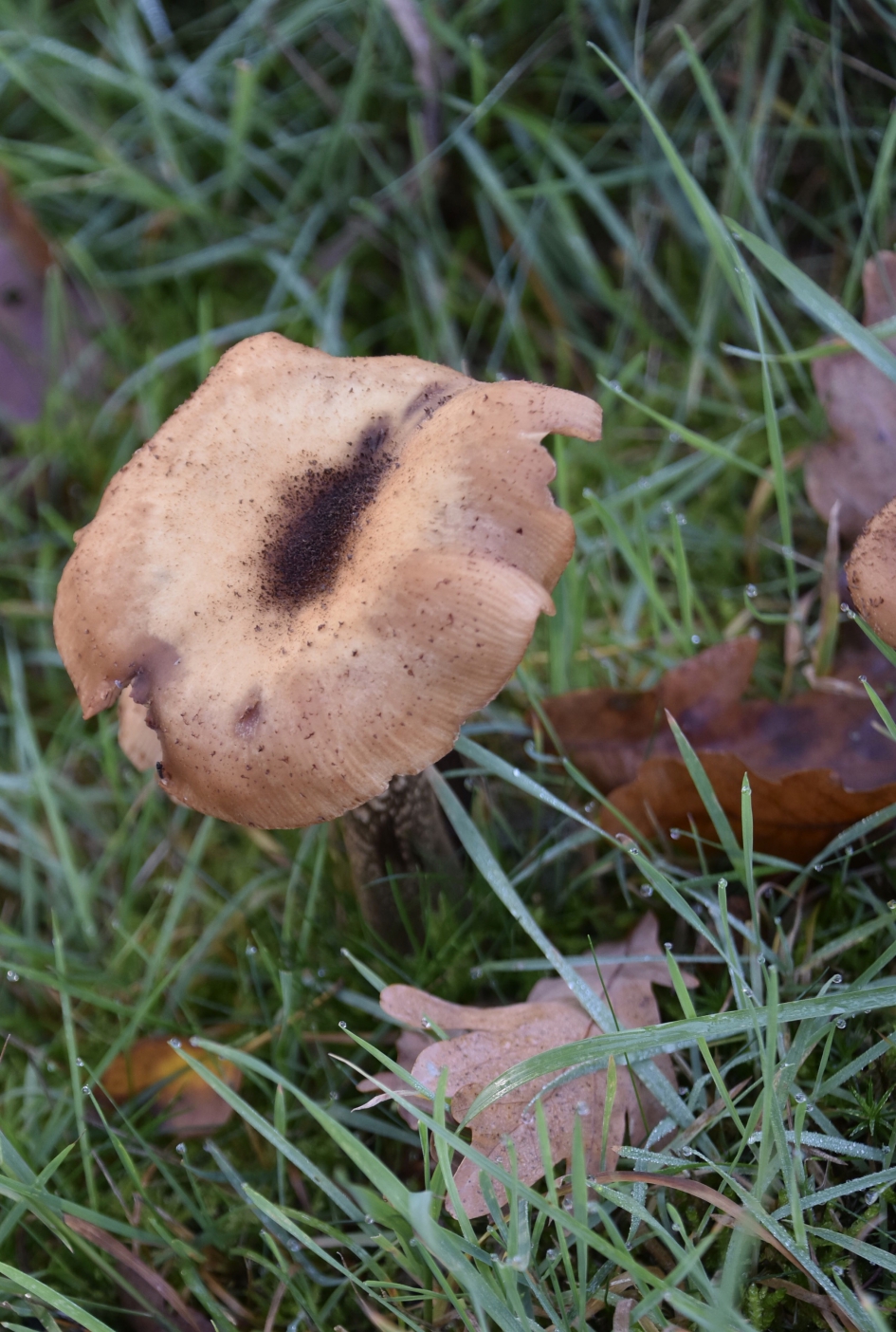 Met een deukje - Schimmels - 