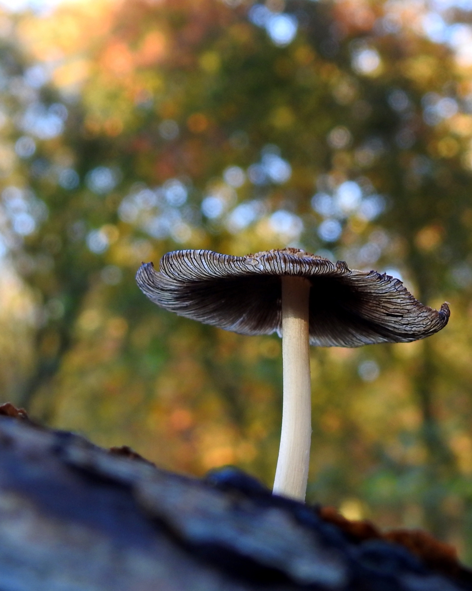 Met inkt getekend - Schimmels - Geschubde inktzwam