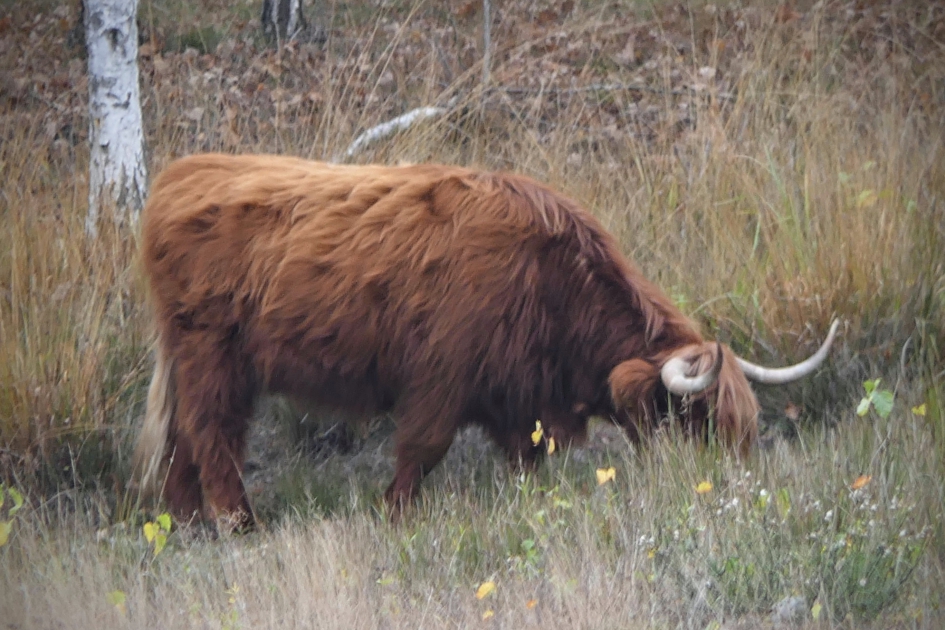 Met z'n neus in ..... - Zoogdieren - Rund