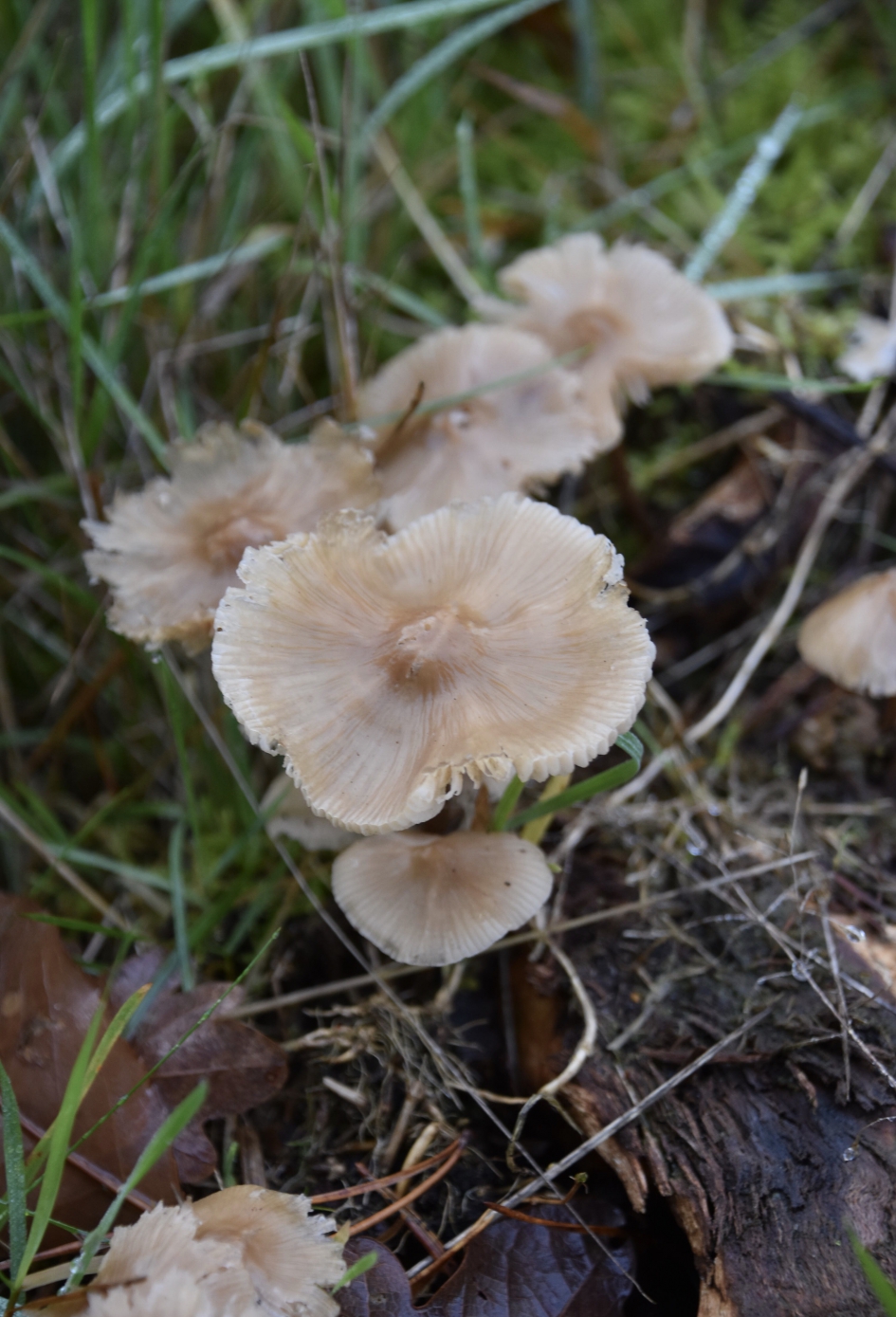 Minipaddenstoeltjes - Schimmels - 