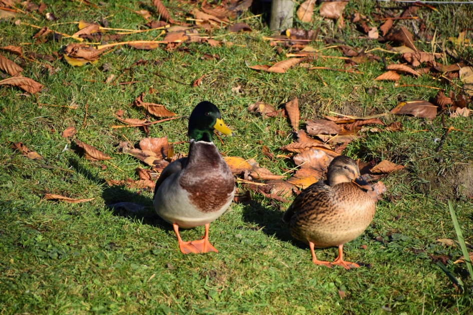 Mooi span... - Vogels - 