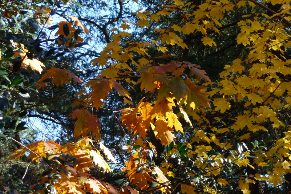 Mooie kleuren - Planten - 