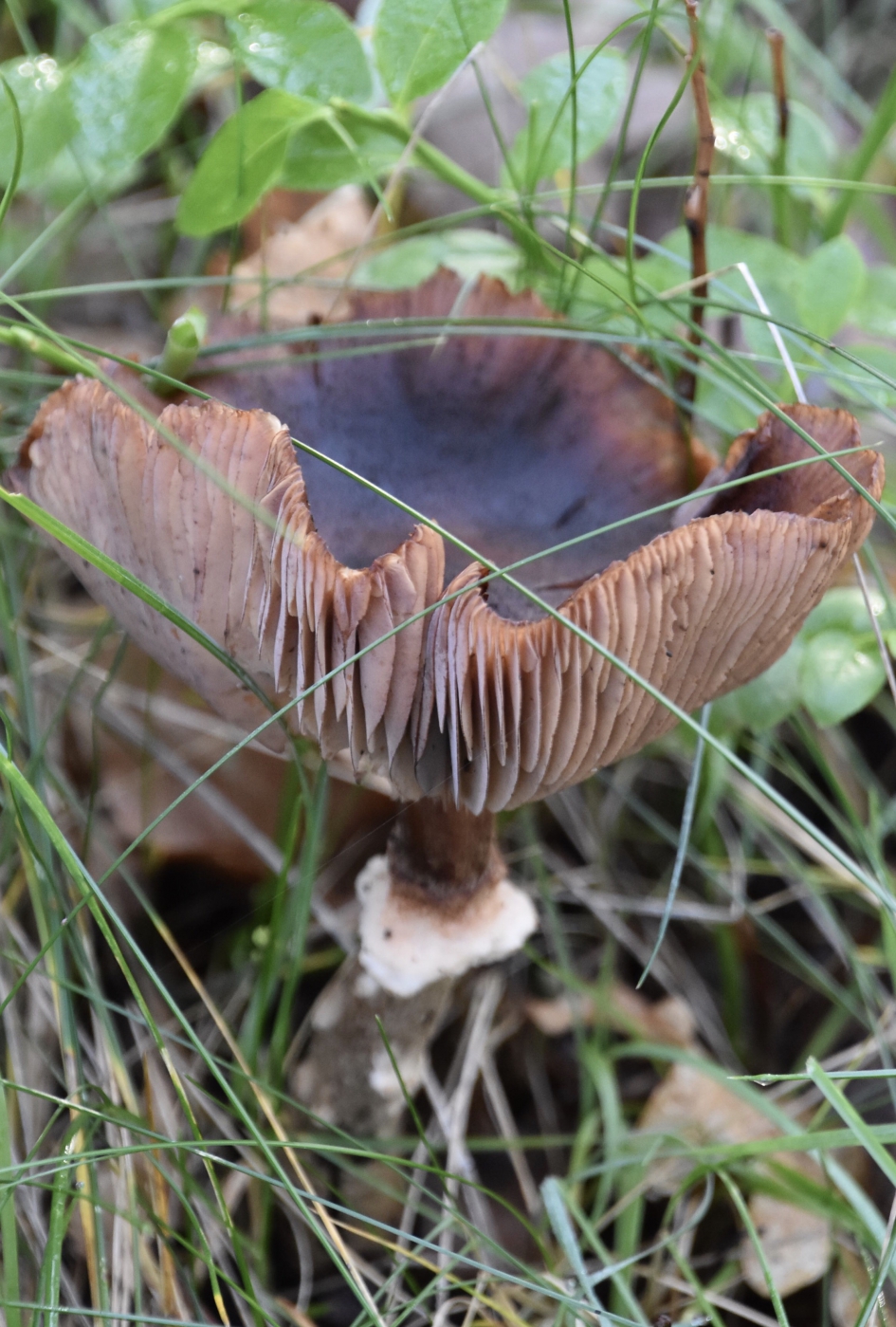 Mooie lamellen - Schimmels - 